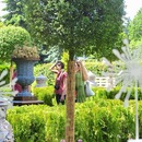 Landscaped gardens, a new variety of rose and collector’s kimonos to be presented at the Moscow Flower Show